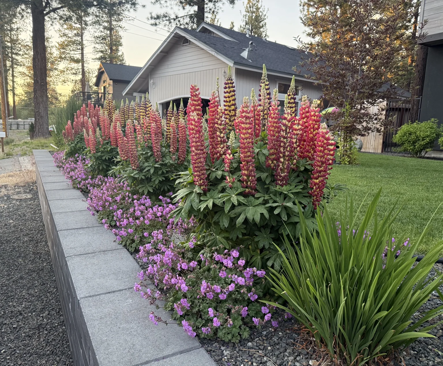 Tahoe landscape planting